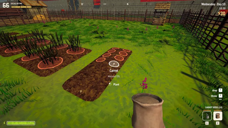 Planting carrots in a fenced garden bed.