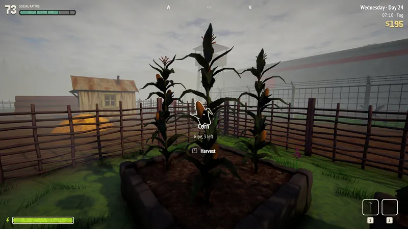 Corn in a raised bed on a foggy morning.